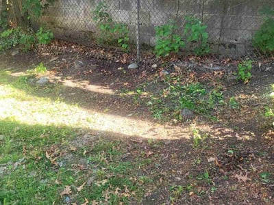 Leaf Removal service in Providence, 02903