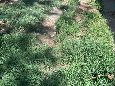 Leaf Removal service in Wichita, 67202