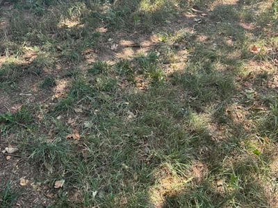 Leaf Removal service in Wichita, 67202