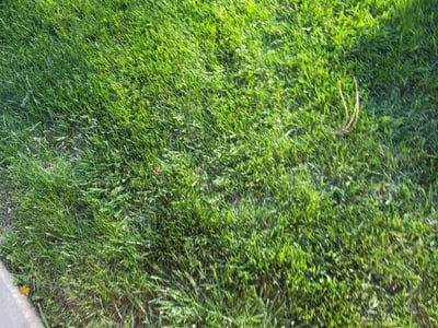 Lawn Care service in Yakima, 98901
