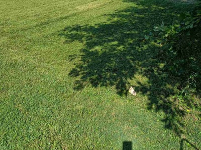 Lawn Care service in Henderson, 42420
