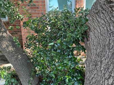 Leaf Removal service in Temple, 76501