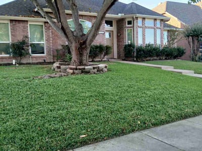 Leaf Removal service in Denton, 76201