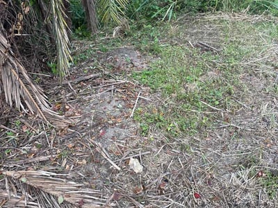 Leaf Removal service in Cape Coral, 33904