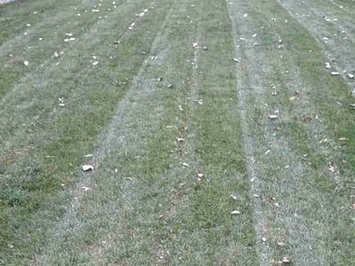 Leaf Removal service in Wausau, 54403
