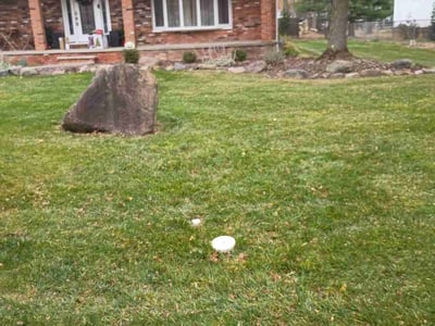 Leaf Removal service in Parma, 44129