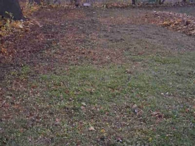 Leaf Removal service in Irondequoit, 14617