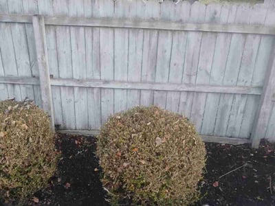 Leaf Removal service in Irondequoit, 14617