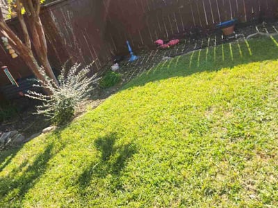 Leaf Removal service in Denton, 76201