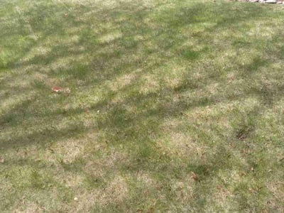 Lawn Care service in Anacortes, 98221