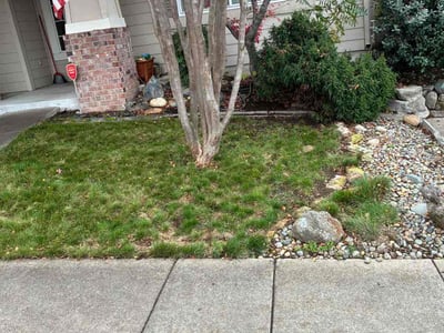 Leaf Removal service in Roseville, 95678