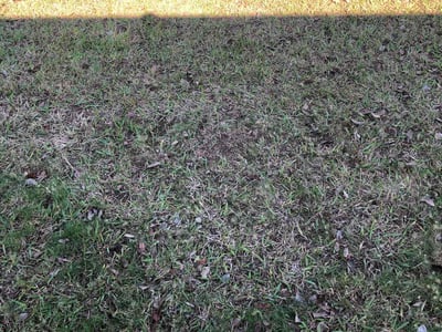 Leaf Removal service in Roseville, 95678