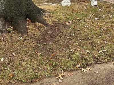 Leaf Removal service in Kansas City, 66101