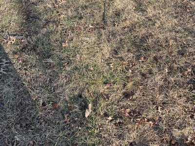 Leaf Removal service in Liberty, 64068