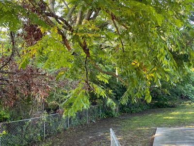 Leaf Removal service in DeLand, 32720