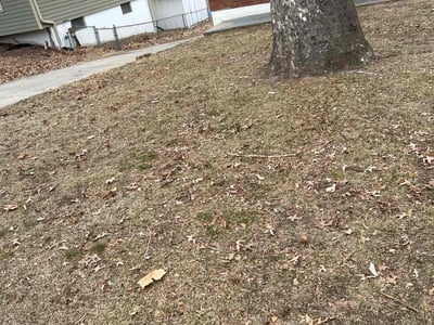 Leaf Removal service in Independence, 64050