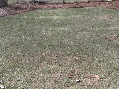 Leaf Removal service in Goose Creek, 29445