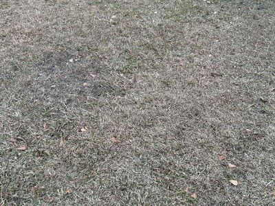 Leaf Removal service in Spartanburg, 29306