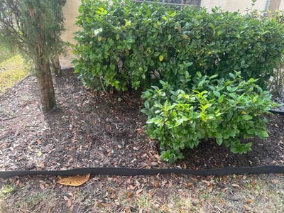 Leaf Removal service in DeLand, 32720