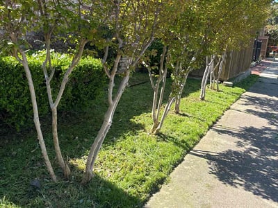 Lawn Care service in Quinlan, 75474