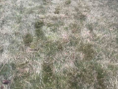 Lawn Care service in Wenatchee, 98801