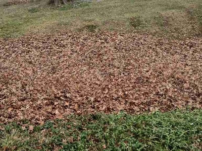 Leaf Removal service in Greece, 14626