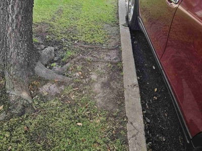 Lawn Care service in San Benito, 78586