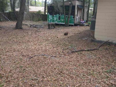 Leaf Removal service in Valdosta, 31601