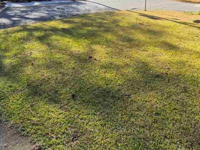 Leaf Removal service in Valdosta, 31601