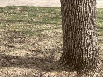 Leaf Removal service in Racine, 53403