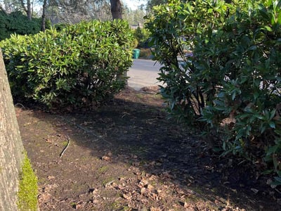 Leaf Removal service in Beaverton, 97005