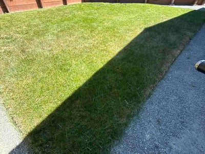 Lawn Care service in San Leandro, 94577