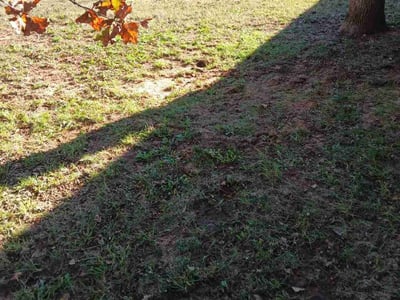 Leaf Removal service in Norman, 73069