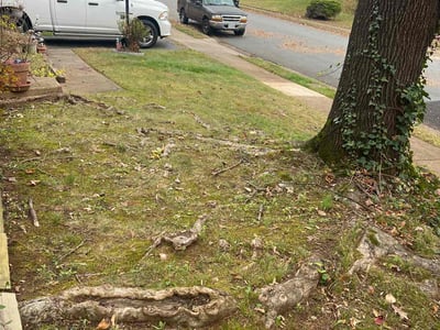 Leaf Removal service in Ashburn, 20147