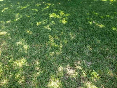 Leaf Removal service in The Villages, 32162