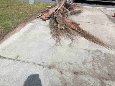 Leaf Removal service in The Villages, 32162