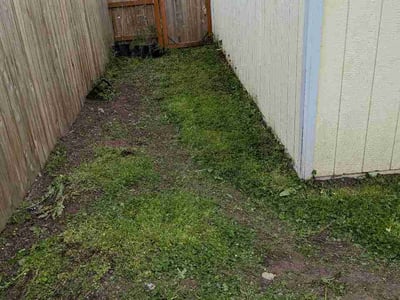 Leaf Removal service in Portland, 4101