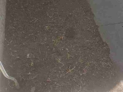 Leaf Removal service in Roseville, 95678