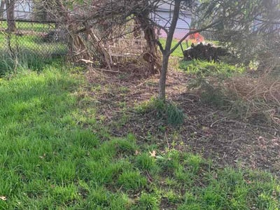 Leaf Removal service in Kissimmee, 34741