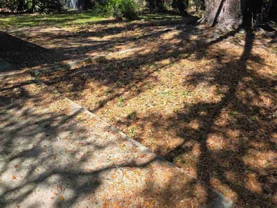 Leaf Removal service in Brandon, 33511