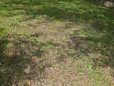 Leaf Removal service in Chelsea, 35043