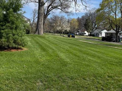 Leaf Removal service in Brooklyn Park, 55443