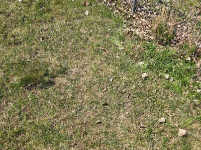Leaf Removal service in Blaine, 55434