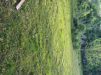 Lawn Care service in Petersburg, 23803