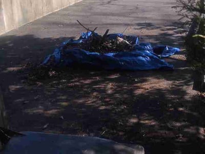 Leaf Removal service in Wausau, 54403