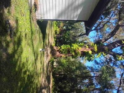 Leaf Removal service in Sanford, 32771