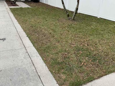 Leaf Removal service in St Cloud, 34769