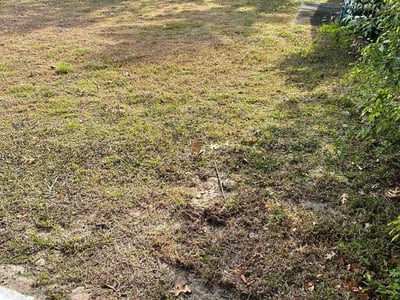Leaf Removal service in St Cloud, 34769