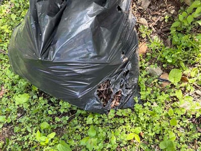 Leaf Removal service in Portland, 4101