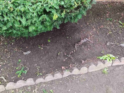 Leaf Removal service in Golden Valley, 55422